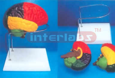 THE BRAIN MODEL BY COLOURED SEPARATION (DETACH PAINTED) SHOWING FUNCTION WITH ROUND BASE